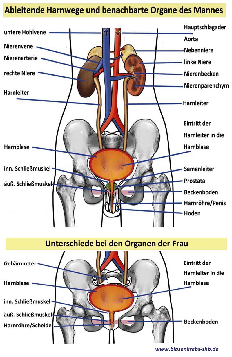 Organe im körper des mannes