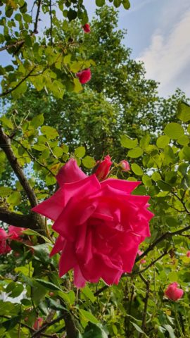 Rose im Kurpark Bad Nauheim